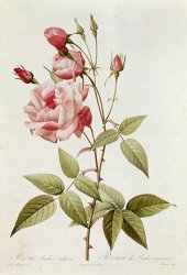Pierre Joseph Redoute Rosa Indica Vulgaris