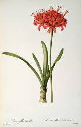 Pierre Redoute Amaryllis Curvifolia
