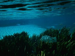 Raymond Gehman A Blue Tilapia Fish Swims Through The Clear Water