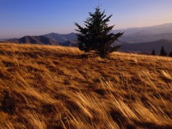 Raymond Gehman A Lone Spruce Tree Among Sedges at Sunset