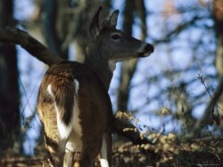 Raymond Gehman A White Tailed Deer Standing in The Woods
