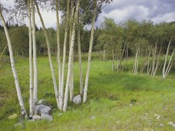 Raymond Gehman Aspen Trees Shoshone National Forest Wyoming