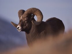Raymond Gehman Bighorn Ram Yellowstone National Park Wyoming