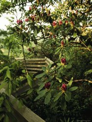 Raymond Gehman Blooming Rhododendron Along a Trail with Split Rail Fence