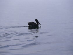 Raymond Gehman Brown Pelican Swimming Along The Water's Surface
