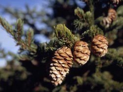 Raymond Gehman Close Up of Cones on a Spruce Tree Branch