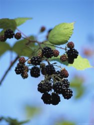 Raymond Gehman Cluster of Blackberries Ripen on a Vine