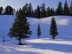 Raymond Gehman Evergreens Grace a Snowy Landscape