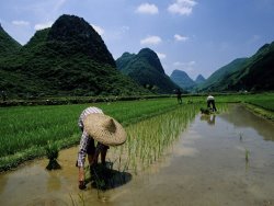 Raymond Gehman Farmers in Rice Fields of Farming Village Yangdi Valley