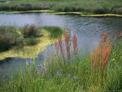 Raymond Gehman Ferns Sedges And Wildflowers Growing Along The Banks of a Waterway