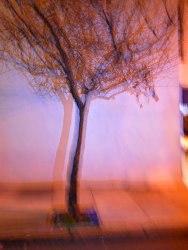 Raymond Gehman Flashed Tree And Its Shadow on a Wall in San Francisco