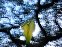 Raymond Gehman Flower And Trees in San Francisco City Park