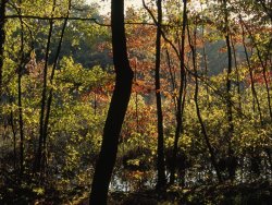 Raymond Gehman Forest of Dogwood And Maple Trees in Autumn Colors