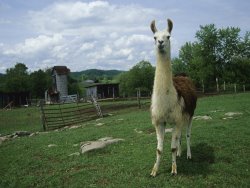 Raymond Gehman Llama in a Fenced Field on a Farm