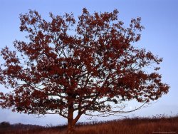 Raymond Gehman Lone Tree Against a Blue Sky