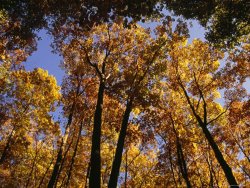 Raymond Gehman Looking Up Into a Stand of Trees in Autumn Hues at a Picnic Area