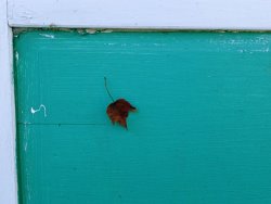 Raymond Gehman Maple Leaf on a Turquoise Painted Door