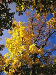 Raymond Gehman Oak Tree in Golden Fall Colors Along The Appalachian Trail