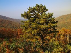 Raymond Gehman Pine Tree And Forested Ridges of The Blue Ridge Mountains