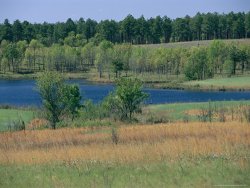 Raymond Gehman Serene Lake with Trees And Grasslands