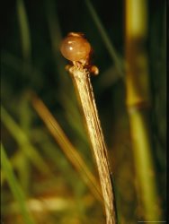 Raymond Gehman Spring Peeper Frog Croaks As Part of a Mating Ritual