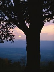 Raymond Gehman Sunset And Silhouetted Oak Over The Shenandoah Valley Dickeys Ridge Visitors Center