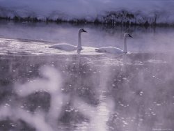 Raymond Gehman Trumpeter Swans Swim Through Early Morning Mist on The Madison River