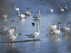 Raymond Gehman Tundra Swans Feed on a Pond in The Mackenzie River Delta