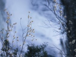 Raymond Gehman Vegetation in Little River Canyon National Reserve