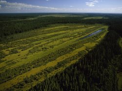 Raymond Gehman Vegetation Varies Within a Perched Basin a Wetland in The Peace Athabasca Delta