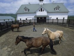 Raymond Gehman Woman with Her Horses in a Fenced Pen Outside The Stables