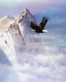 Mountain Majesty