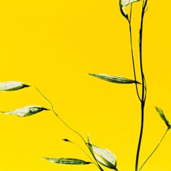 Sia Aryai Harmonia IV