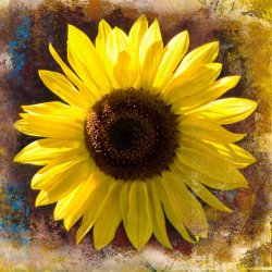 Sia Aryai Sunflower Yellow