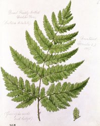 WJ Linton Buckler Fern