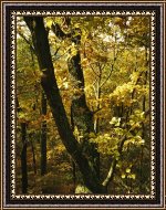 Buy Framed Print Buy Framed Print